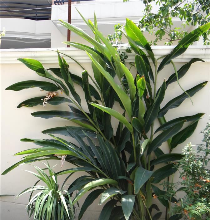Alpinia zumerbet